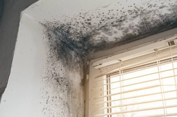 Affordable Mold Cleanup solutions in Estes Park, CO